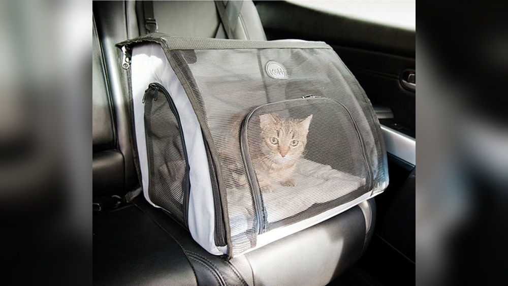 How to Move Kitten Long Car Ride: Essential Tips for Stress-Free Travel