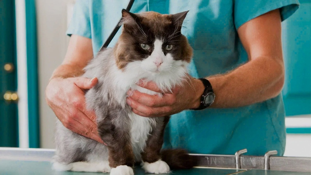 How to Often to Have Cat Professionally Groomed: Ultimate Guide