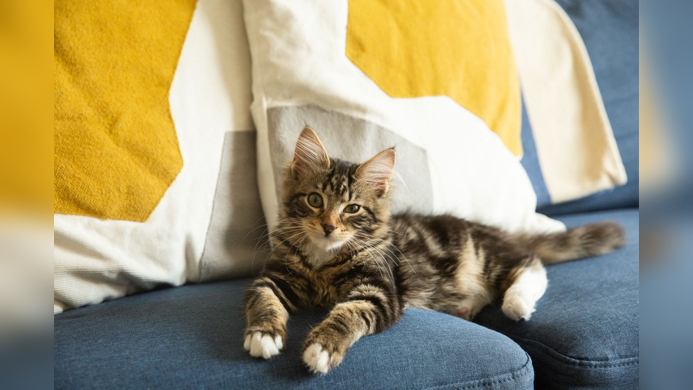 How to Potty Train a One Year Old Cat: Easy Steps for Success