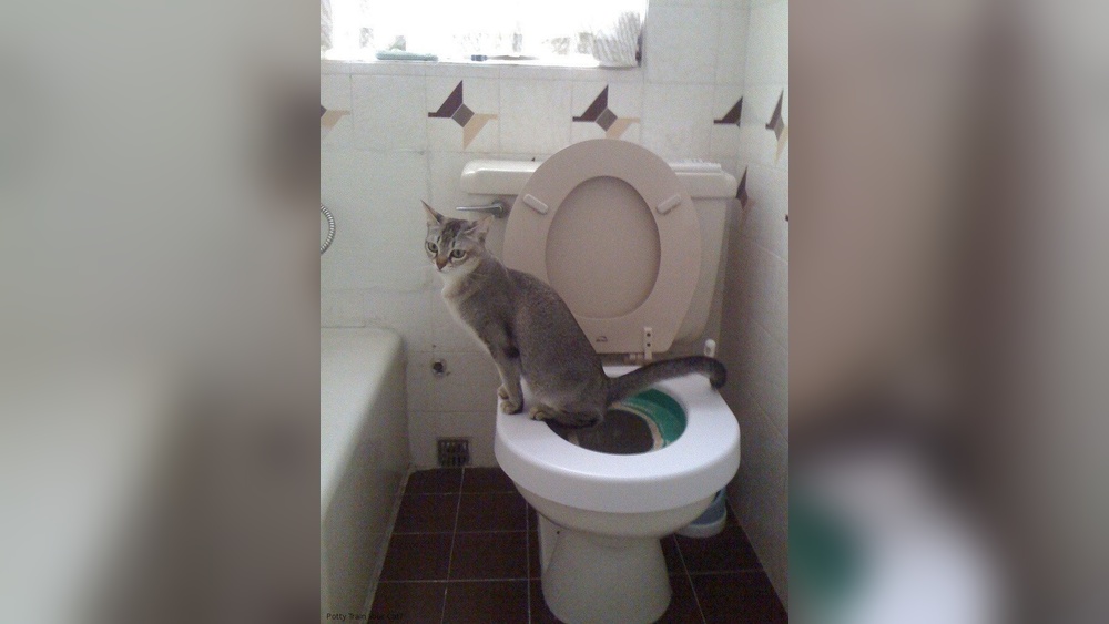 How to Potty Train a Siamese Cat: Simple Steps for Success