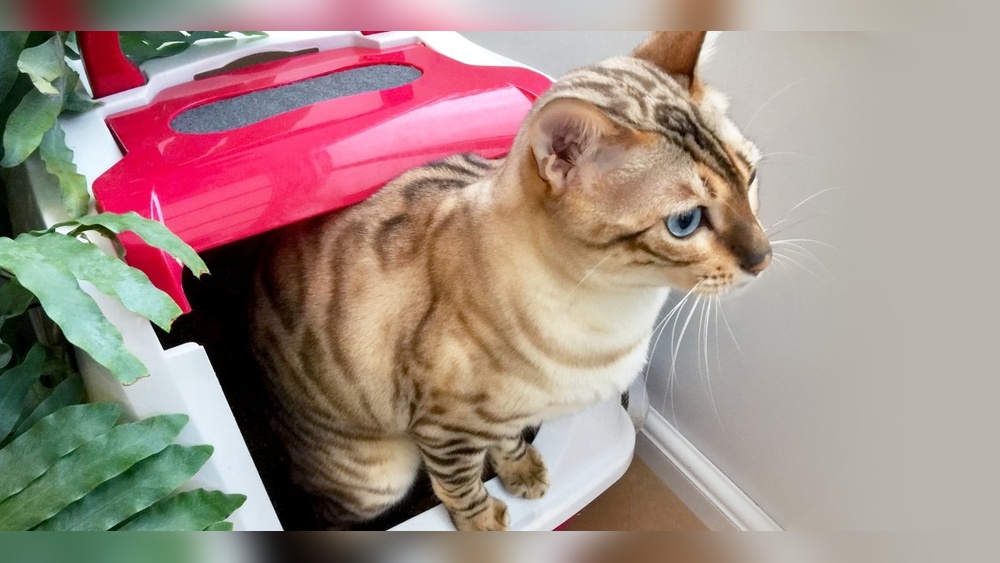 How to Potty Train an Outdoor Cat: Simple Steps for Success