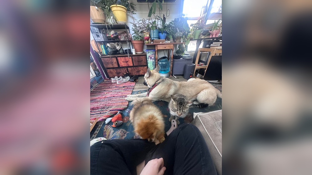 How to Potty Train an Outside Cat: Easy Steps for Success