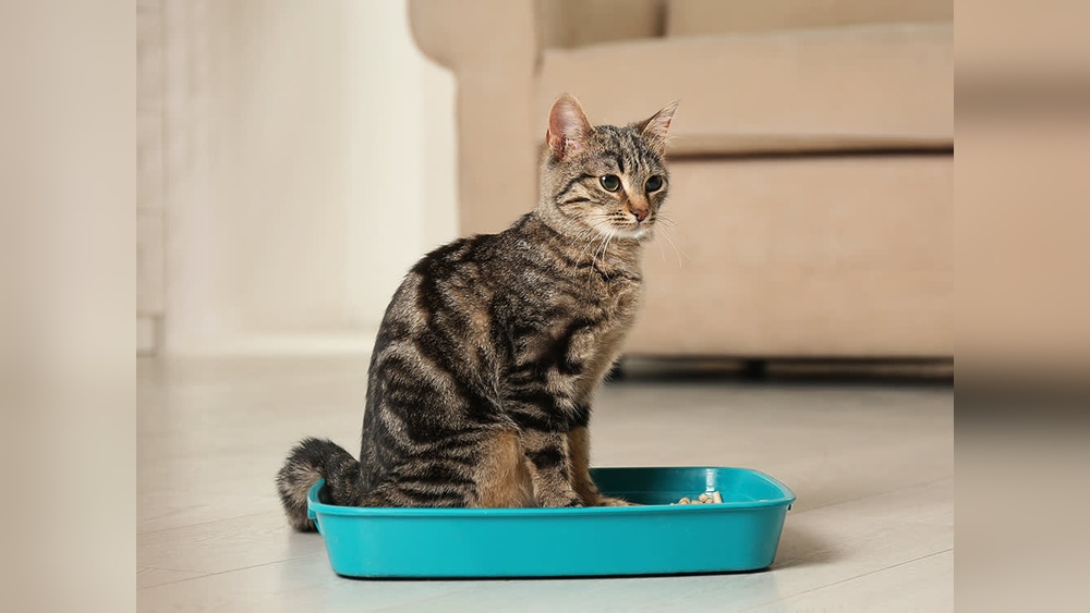 How to Potty Train Older Cats: Effective Tips That Really Work