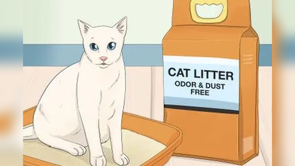 How to Potty Train Your Cat Outside: Easy Steps for Success