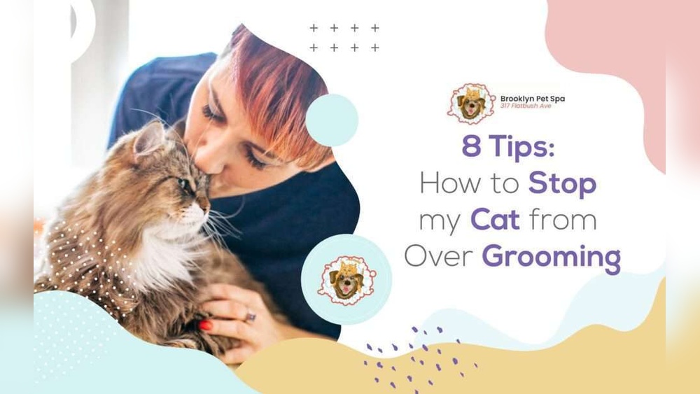 How to Prevent Cat Over Grooming: Effective Tips for Happy Pets