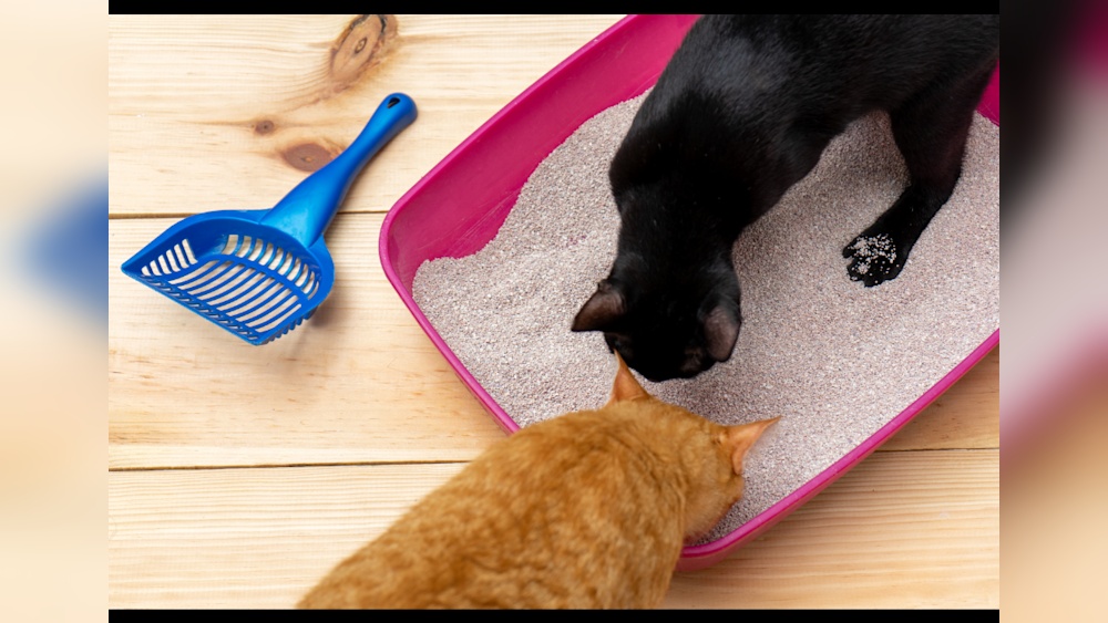 How to Re Potty Train Your Cat: Expert Tips for Success