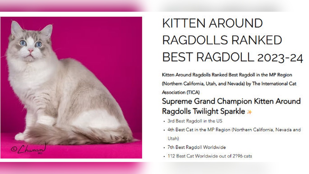 How to Report a Cat Breeder: Essential Steps to Take Now