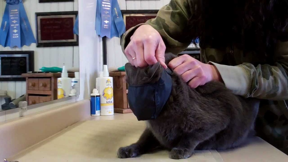 How to Restrain a Cat to Groom: Safe and Stress-Free Tips