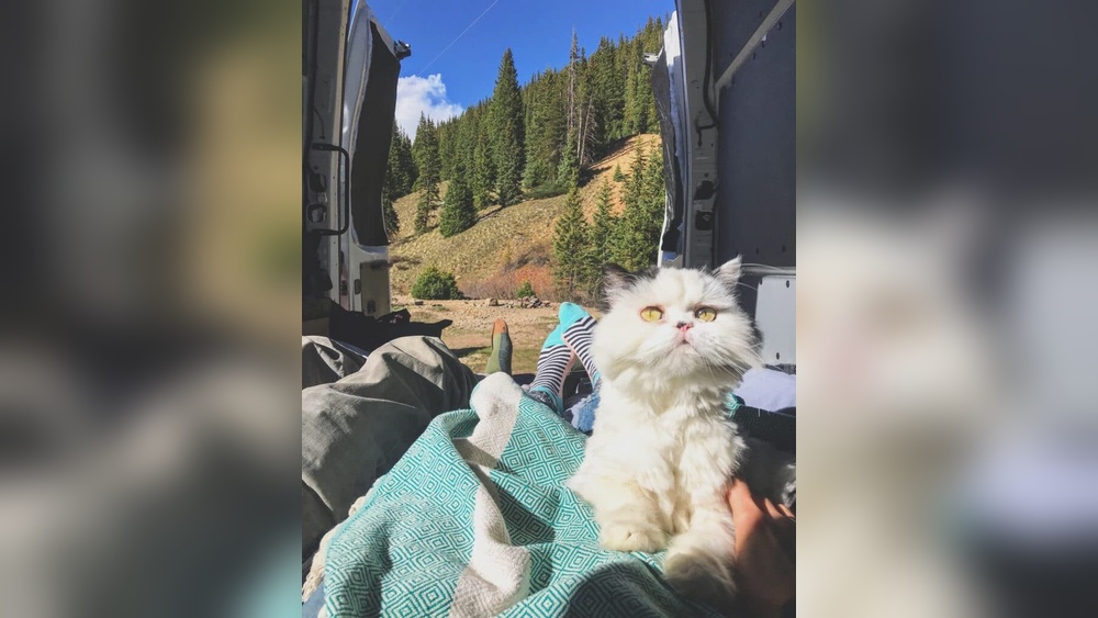 How to Rv Travel With Cats: Ultimate Tips for Stress-Free Trips