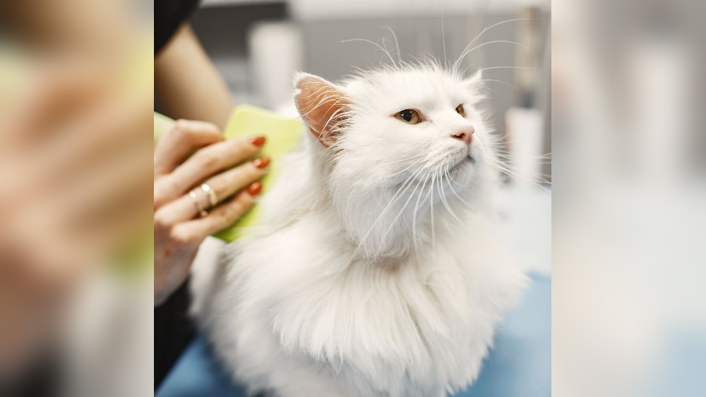 How to Sedate a Cat for Grooming Nail: Safe & Stress-Free Tips