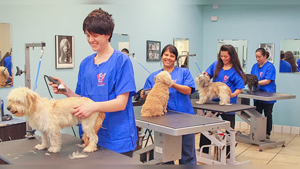 How to Start a Cat Grooming Business: Ultimate Guide for Success