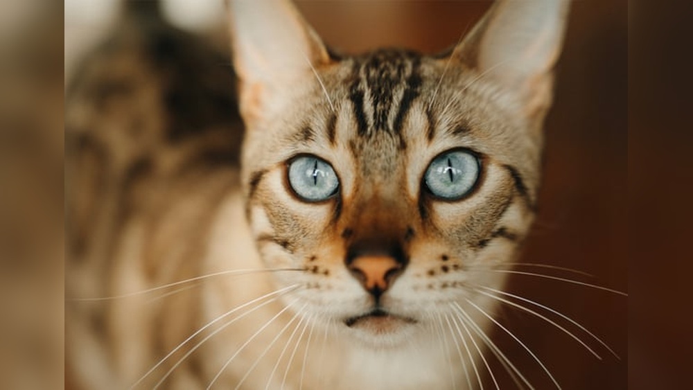 How to Start Breeding Bengal Cats: Ultimate Guide for Success