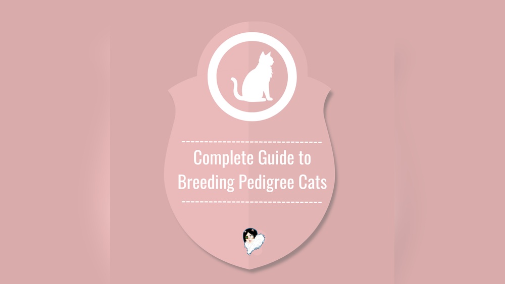 How to Start Breeding Pedigree Cats