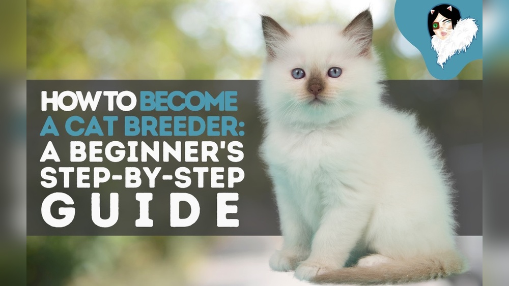 How to Start Cat Breeding