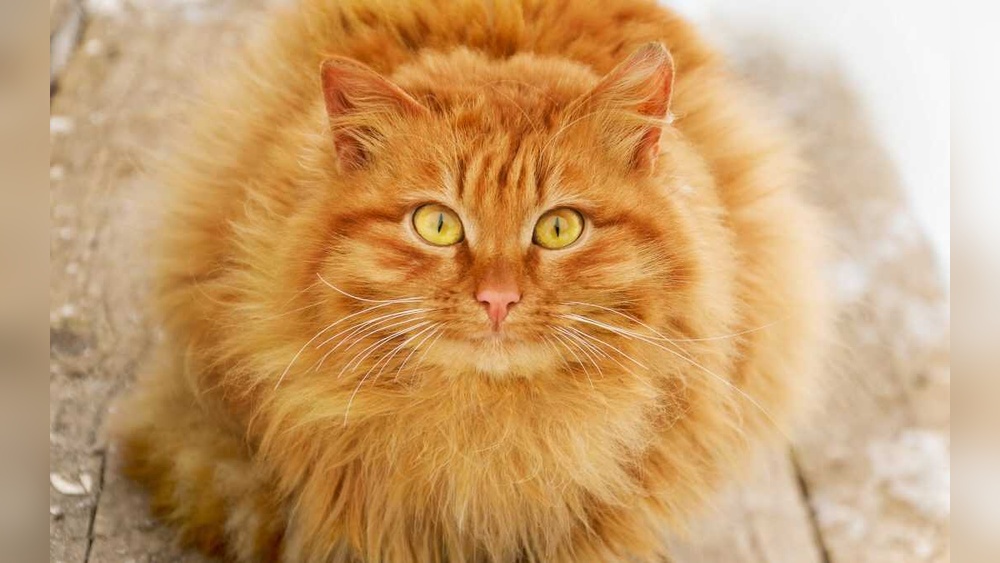 How to Stop a Cat Over Grooming: Effective Tips to Save Your Pet