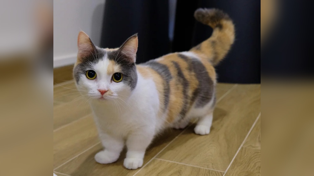 How to Stop Breeding of Munchkin Cats