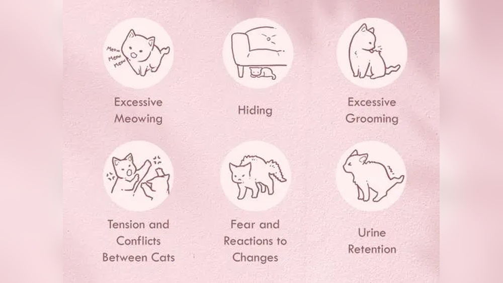 How to Stop Cat Rom Excessively Grooming: Effective Solutions