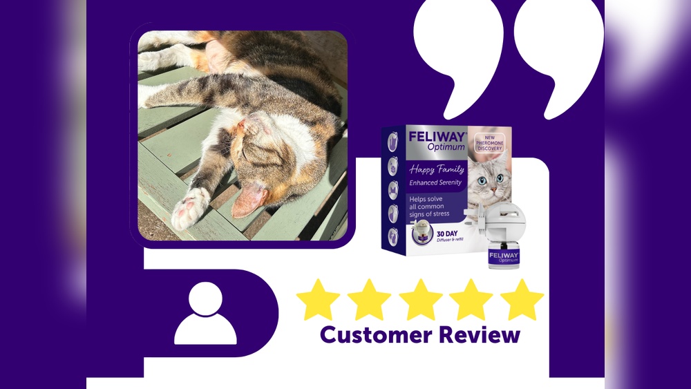 How to Stop Over Grooming Cat: Effective Tips to Save Your Pet