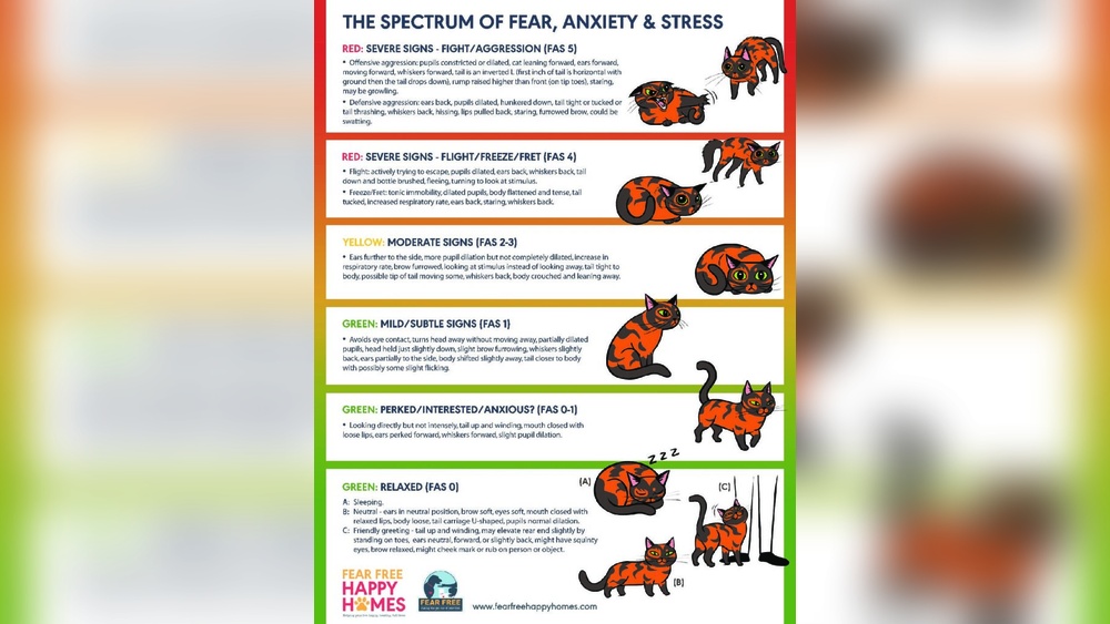 How to Stop Stress Grooming in Cats: Effective Tips That Work