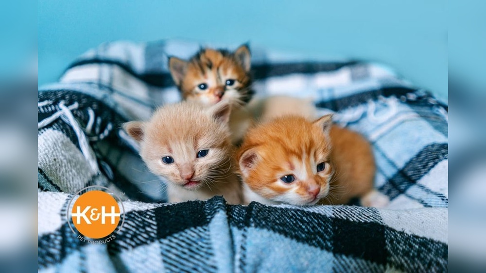 How to Take Care of a New Kitten: Essential Tips for New Owners