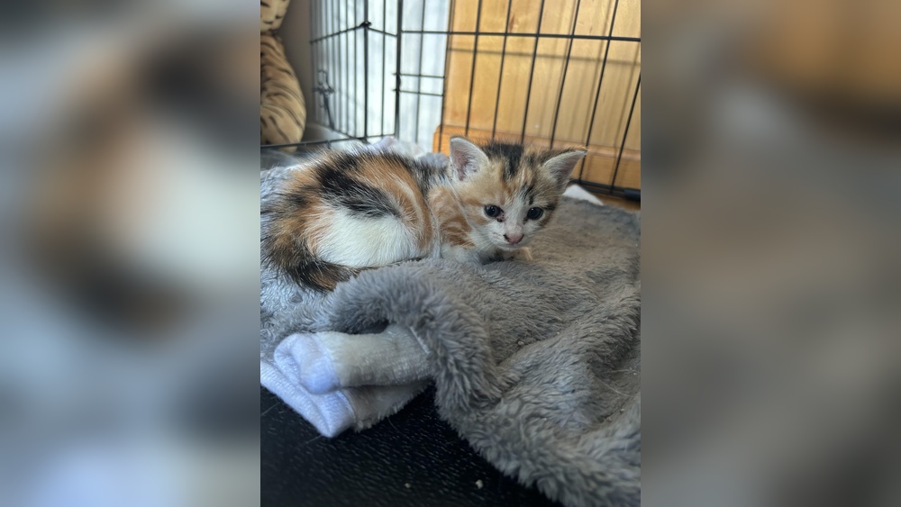 How to Take Care for a 4 Week Old Kitten: Essential Tips for New Owners
