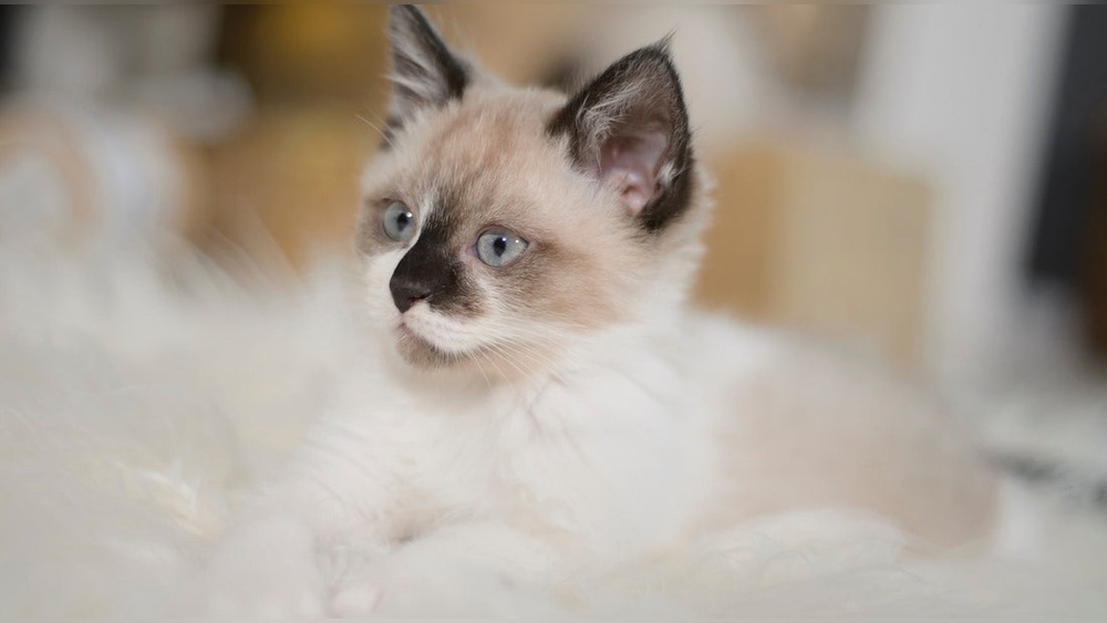 How to Take Care Kf Kitten Weaned Tok Esrly: Essential Tips