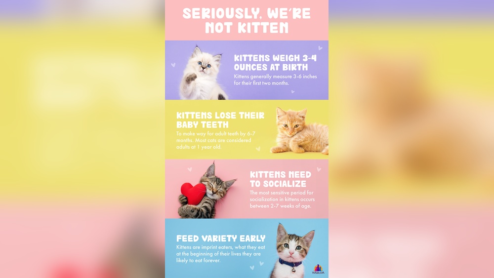 How to Take Care Kitten: Essential Tips for Happy, Healthy Pets