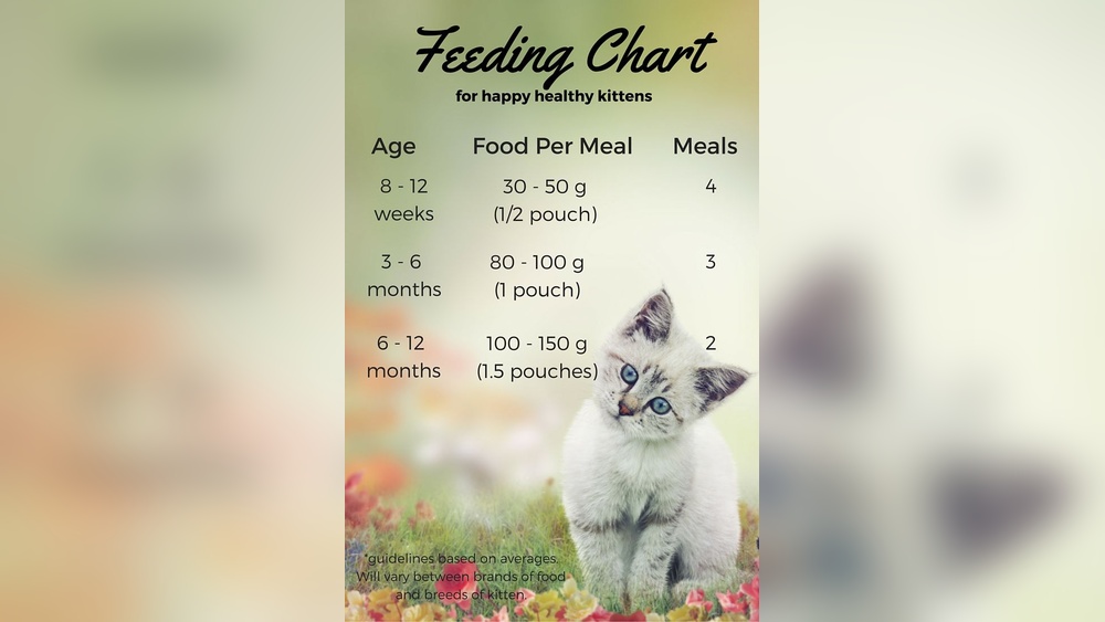 How to Take Care of a 9 Month Old Kitten: Essential Tips