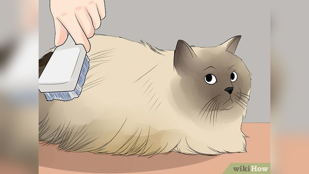 How to Take Care of a Himalayan Kitten: Essential Expert Tips