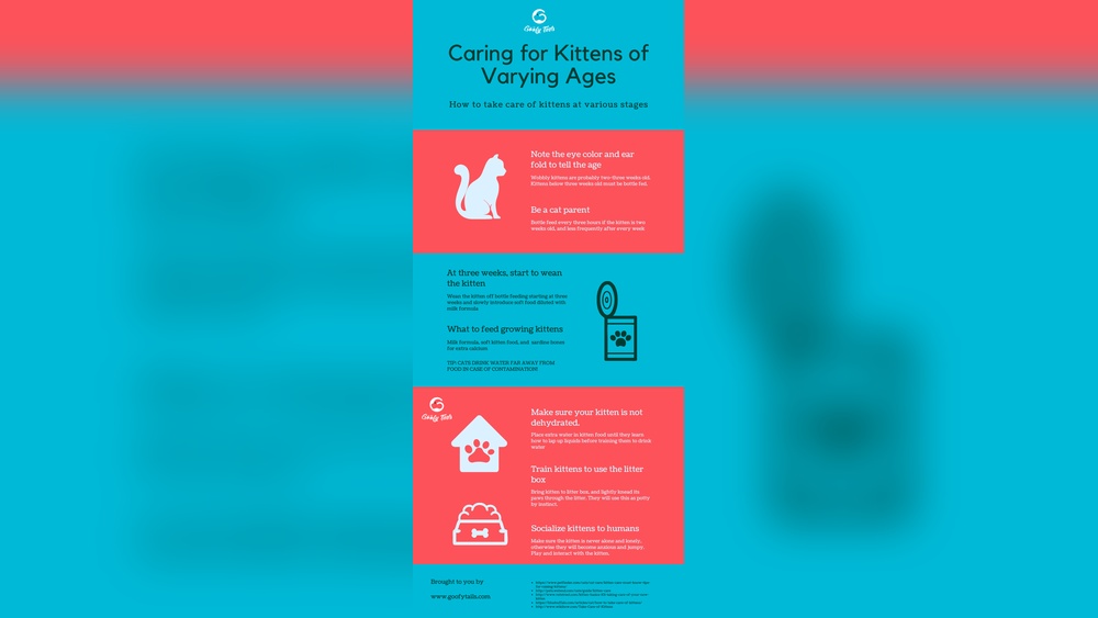 How to Take Care of a Kitten 101: Essential Tips for New Owners