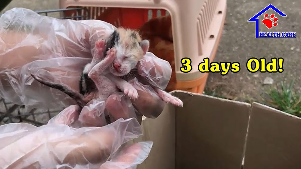 How to Take Care of a Kitten 3 Days Old: Essential Tips for New Owners