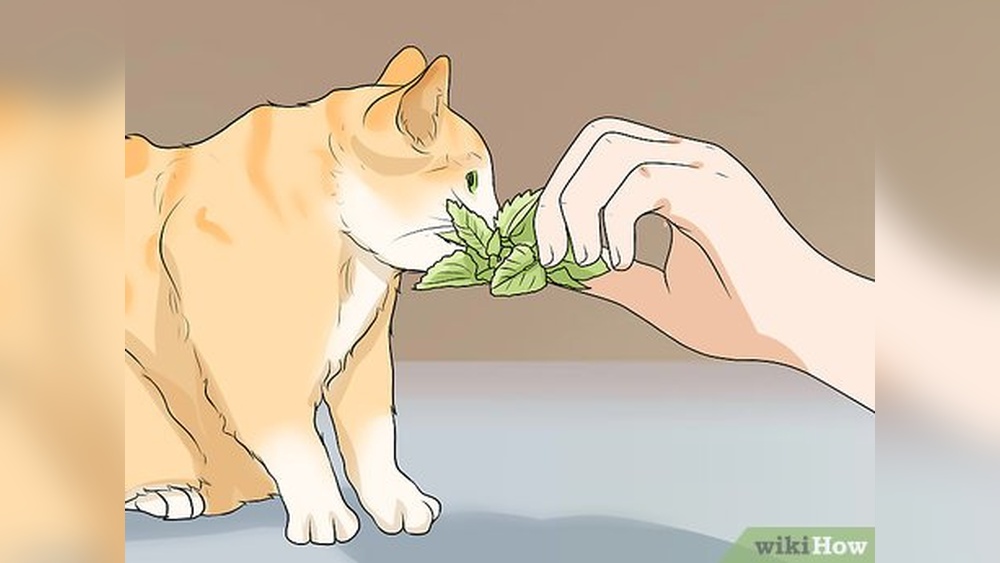 How to Take Care of a Kitten in Heat: Essential Tips & Tricks