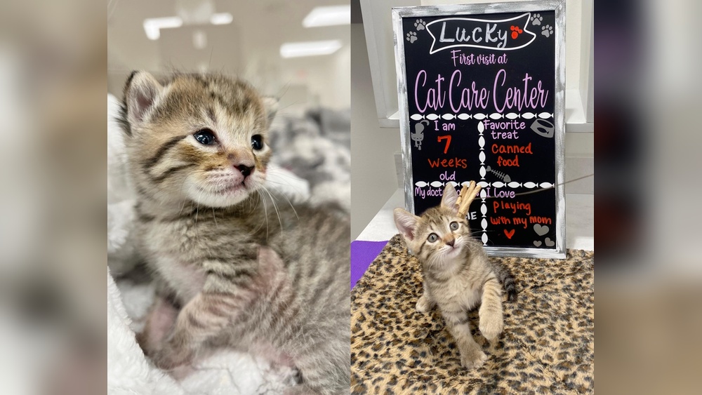 How to Take Care of a Kitten Properly: Essential Tips for New Owners