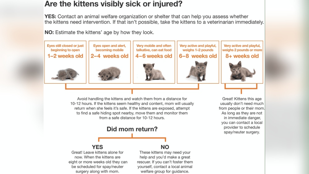 How to Take Care of a Lost Baby Kitten: Essential Life-Saving Tips