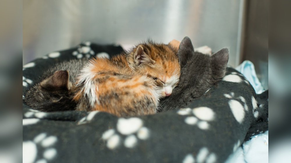 How to Take Care of a Newborn Orphaned Kitten: Essential Tips