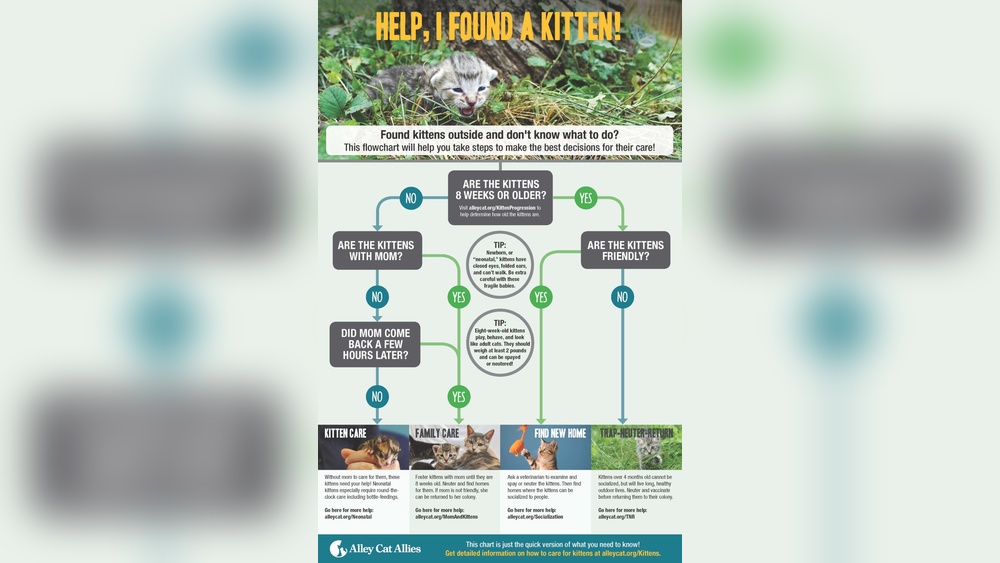 How to Take Care of a Stray Baby Kitten: Essential Survival Tips
