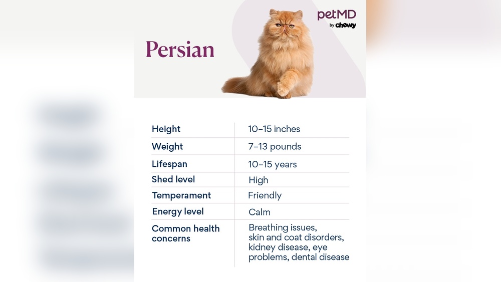 How to Take Care of a Teacup Persian Kitten: Essential Tips