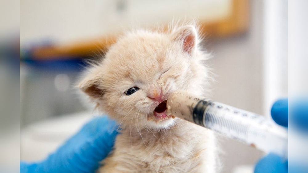 How to Take Care of Abandoned Baby Kitten: Essential Expert Tips