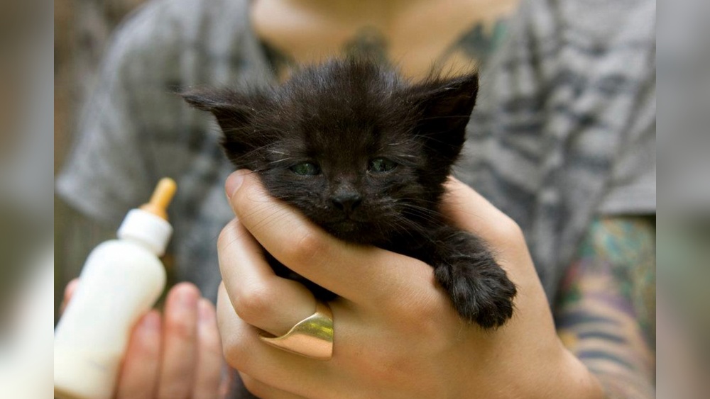 How to Take Care of Abandoned Newborn Kitten: Essential Tips