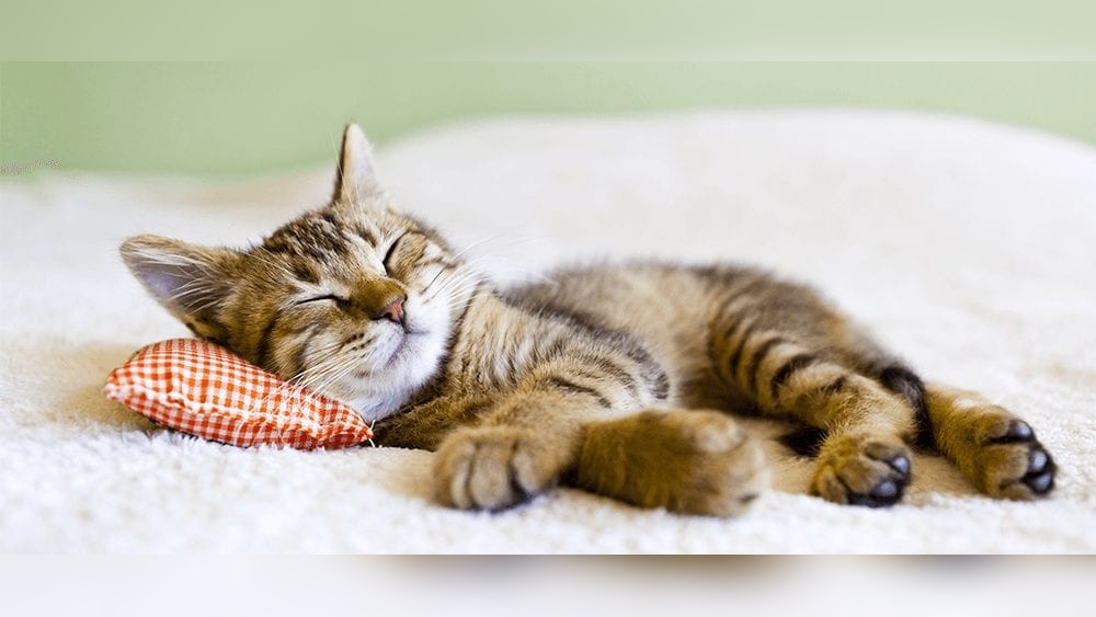 How to Take Care of Kitten With Distemper: Essential Tips for Recovery