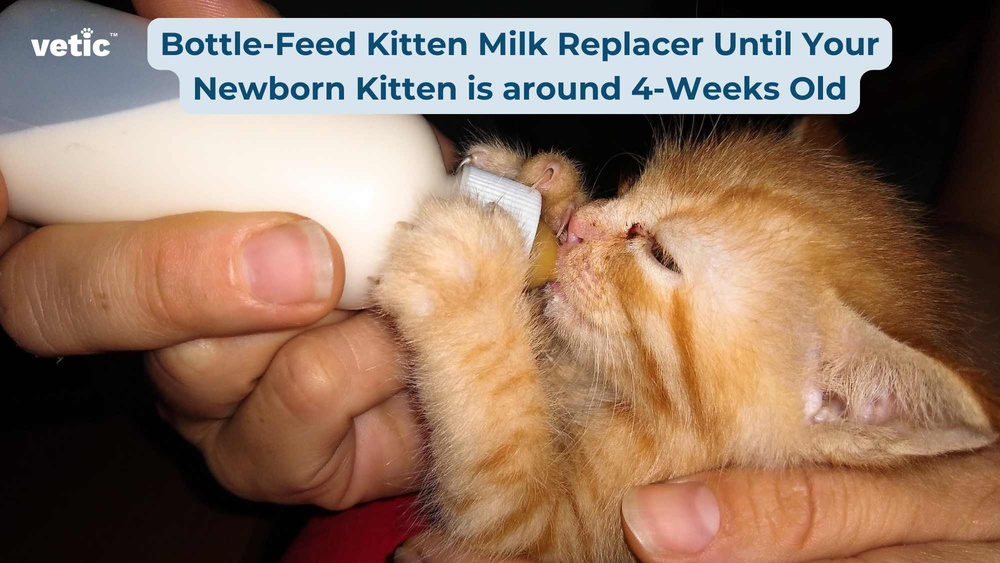 How to Take Care of New Born Kitten: Essential Tips for New Owners