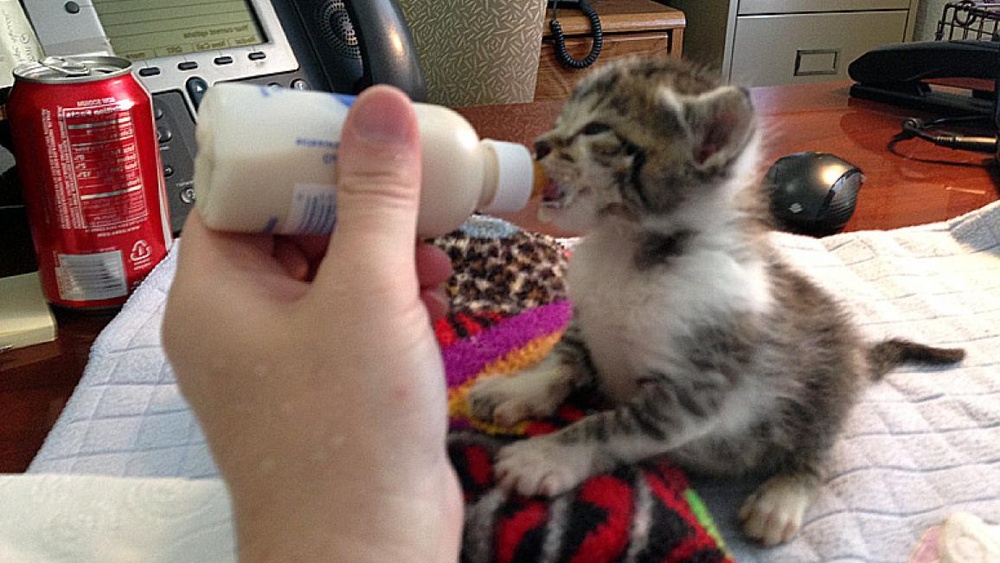 How to Take Care of Orphan Kitten: Essential Tips for New Caregivers