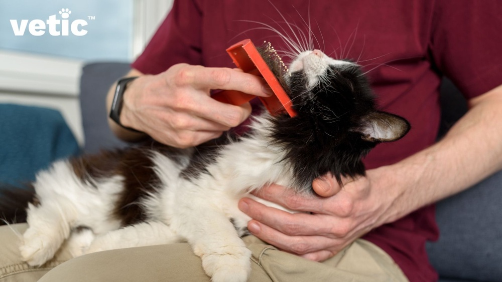 How to Take Care of White Persian Kitten: Essential Tips for Owners