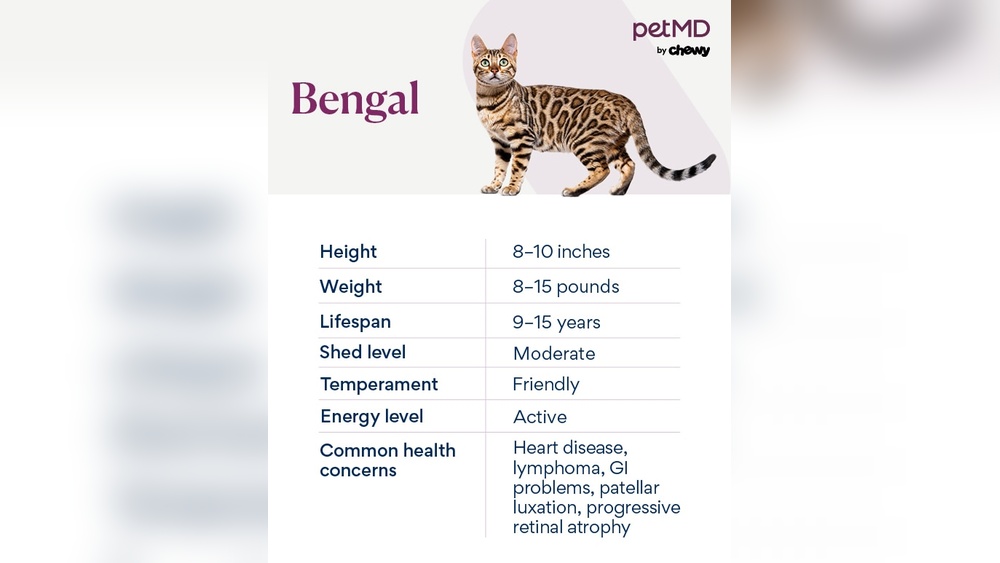 How to Take Care of Your Bengal Kitten: Ultimate Care Guide