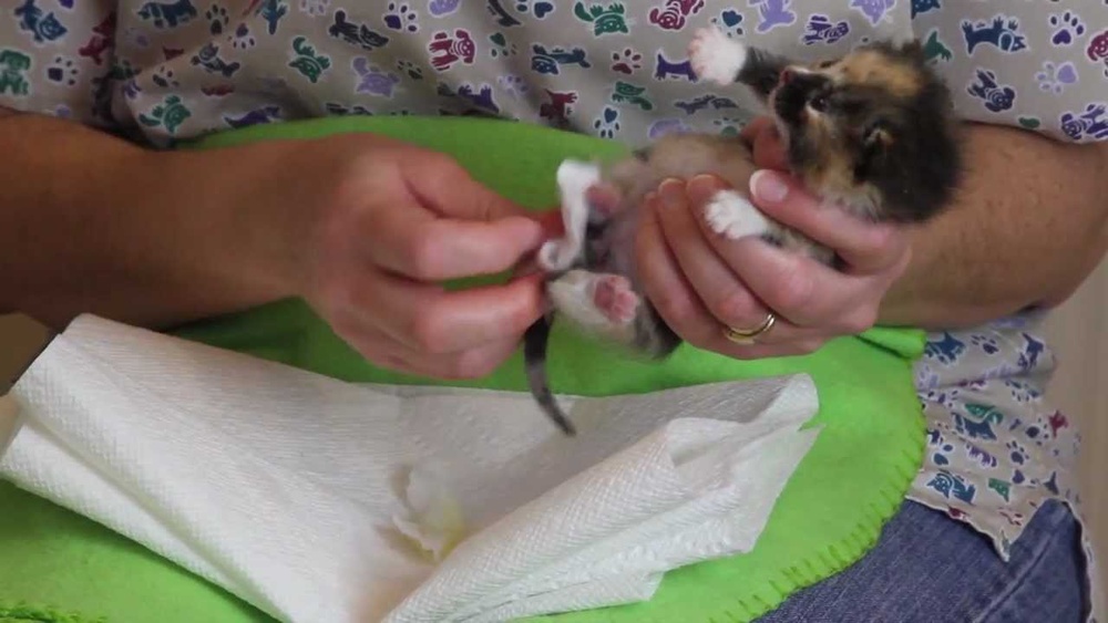 How to Take Care of Your Kitten Videos: Essential Tips & Tricks