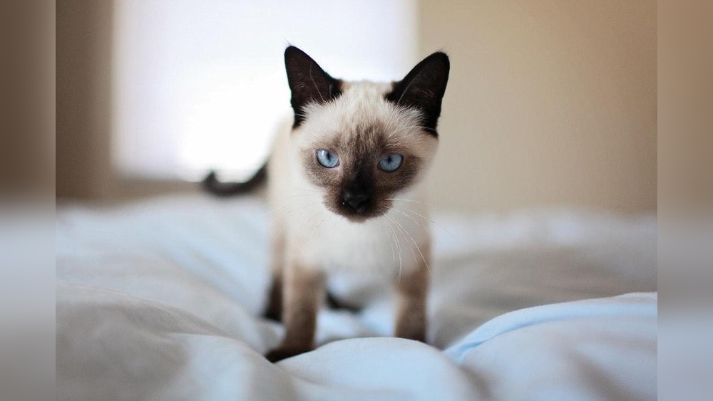How to Take Care Siamese Kitten: Essential Tips for Happy Pets
