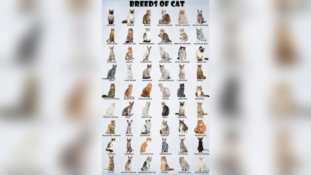 How to Tell Different Cat Breeds: Expert Tips for Cat Lovers