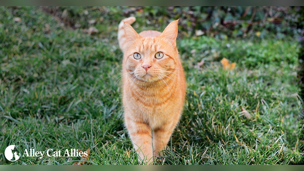 How to Tell the Breeds of an Alley Cat