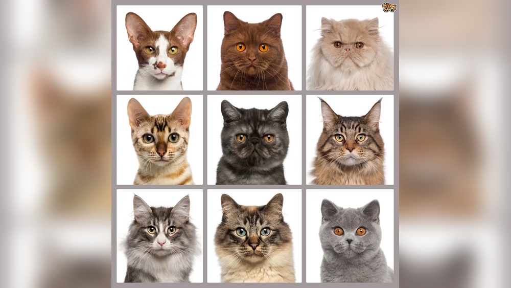 How to Tell the Difference between Cat Breeds