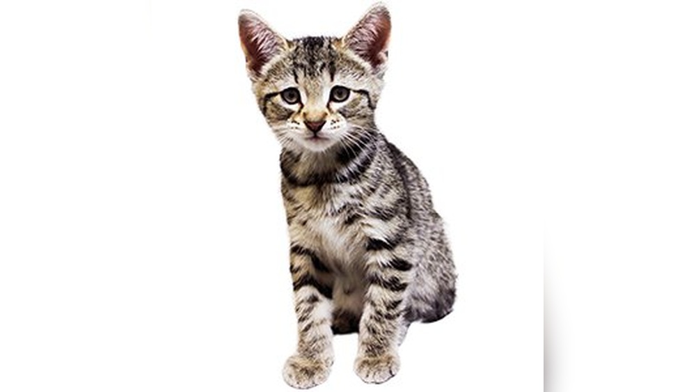 How to Train And Care for 8 Week Old Kitten: Essential Tips